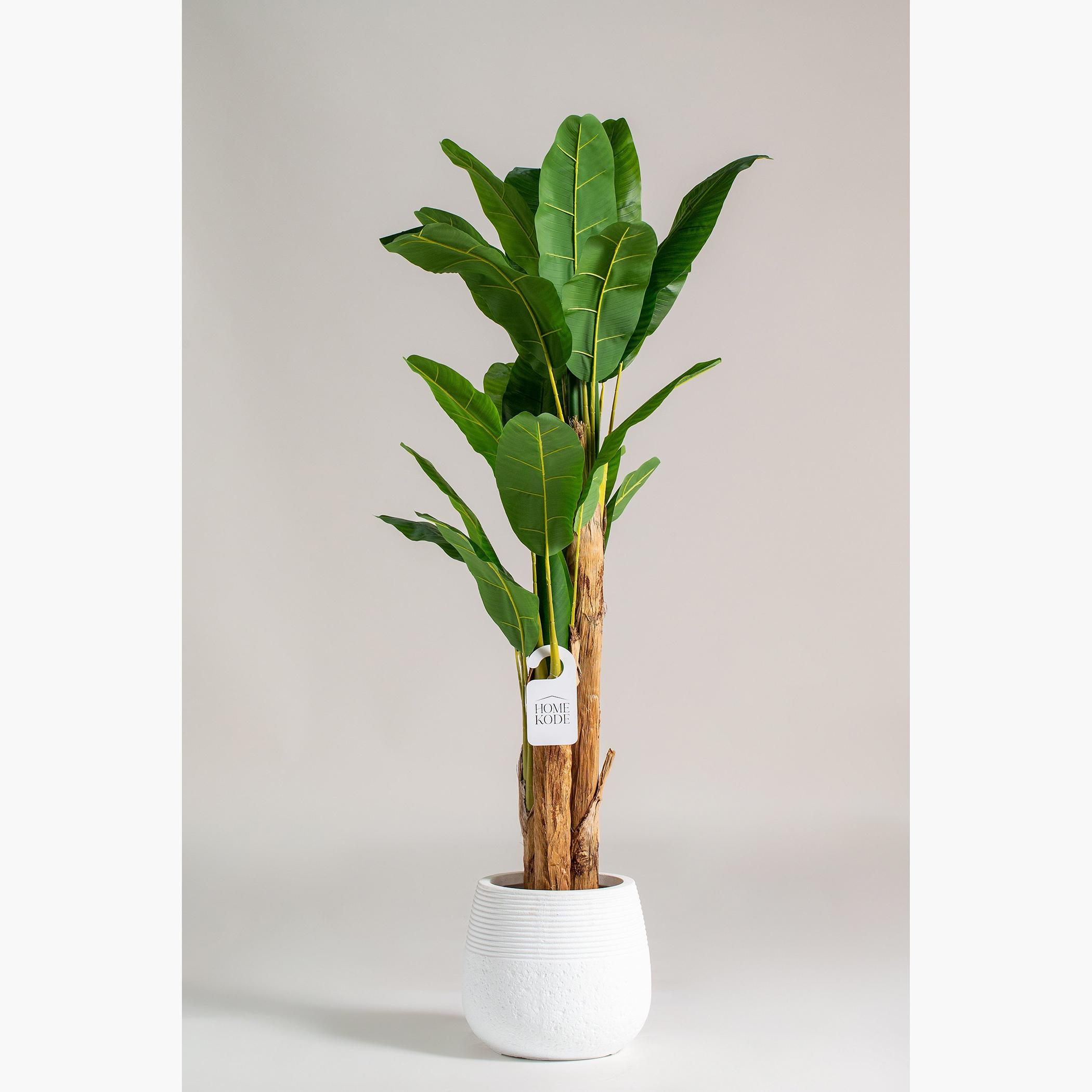 Musa Ornata Tree - 200 cm