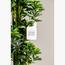 شجرة الشيفليرا - 120 سم-InfluencerCodes_Ramadan26_All_20012026-image-2