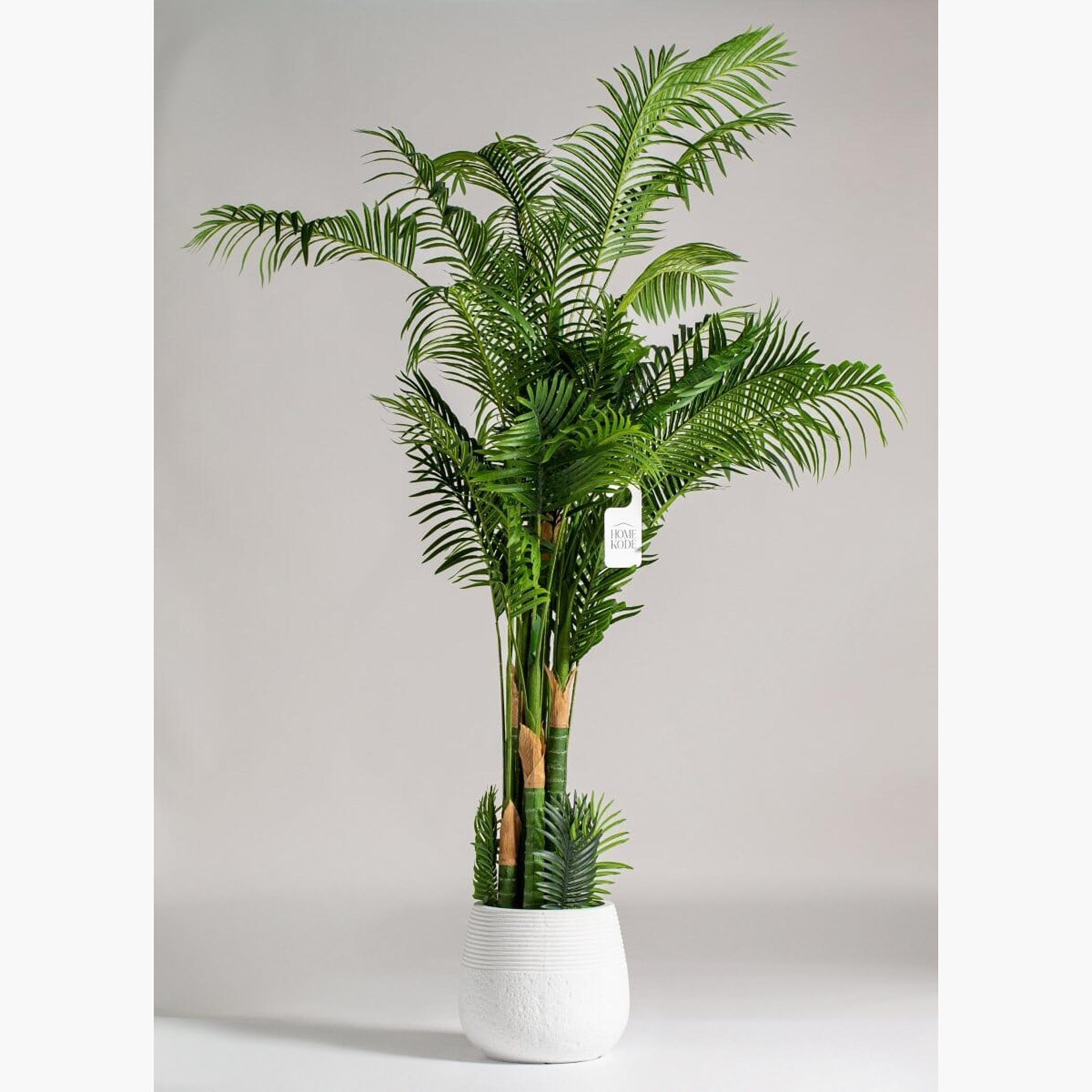 Areca Palm Tree - 240 cm