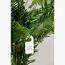 نخلة أريكا - 240 سم-InfluencerCodes_Ramadan26_All_20012026-image-4