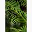 نخلة أريكا - 240 سم-InfluencerCodes_Ramadan26_All_20012026-image-1