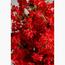 Cherry Blossom Plant - 120 cm-InfluencerCodes_Ramadan26_All_20012026-image-3