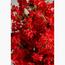 Cherry Blossom Plant - 180 cm-InfluencerCodes_Ramadan26_All_20012026-image-3