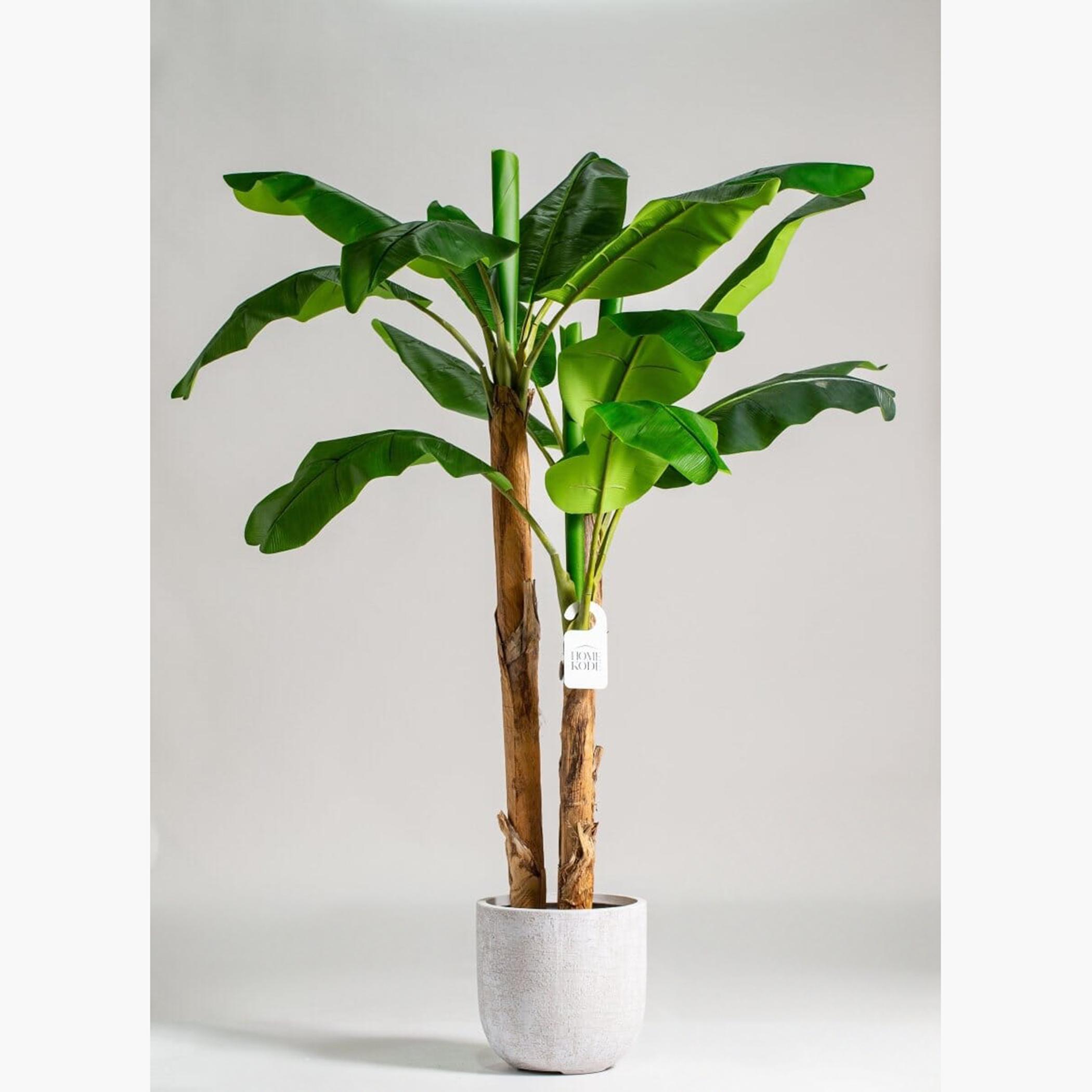 Banana Tree - 200 cm