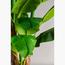 شجرة الموز - 200 سم-InfluencerCodes_Ramadan26_All_20012026-image-2