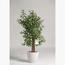 Olive Plant - 120 cm-InfluencerCodes_Ramadan26_All_20012026-image-1