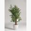 Olive Plant - 150 cm-InfluencerCodes_Ramadan26_All_20012026-image-1