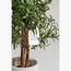 Olive Plant - 150 cm-InfluencerCodes_Ramadan26_All_20012026-image-2