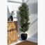 Olive Plant - 180 cm-InfluencerCodes_Ramadan26_All_20012026-image-1