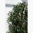 Olive Plant - 180 cm-InfluencerCodes_Ramadan26_All_20012026-image-2