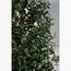 Olive Plant - 180 cm-InfluencerCodes_Ramadan26_All_20012026-image-3