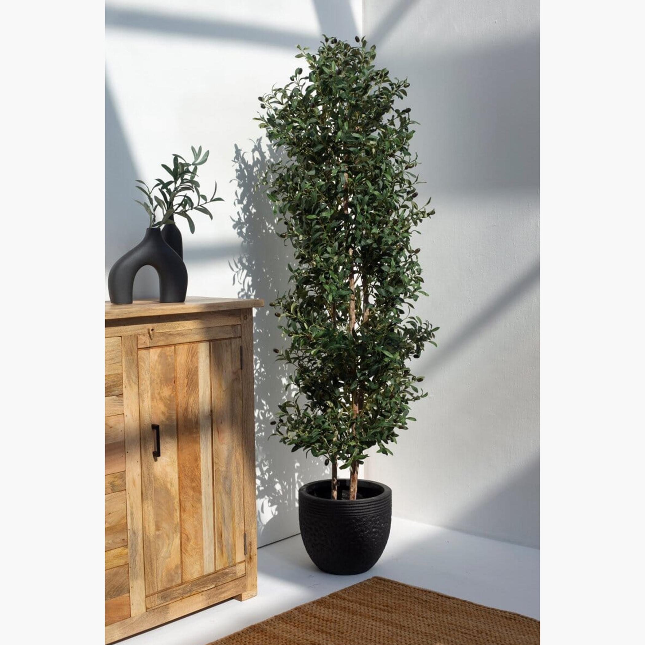 Olive Tree - 200 cm