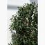 شجرة زيتون - 200 سم-InfluencerCodes_Ramadan26_All_20012026-image-2