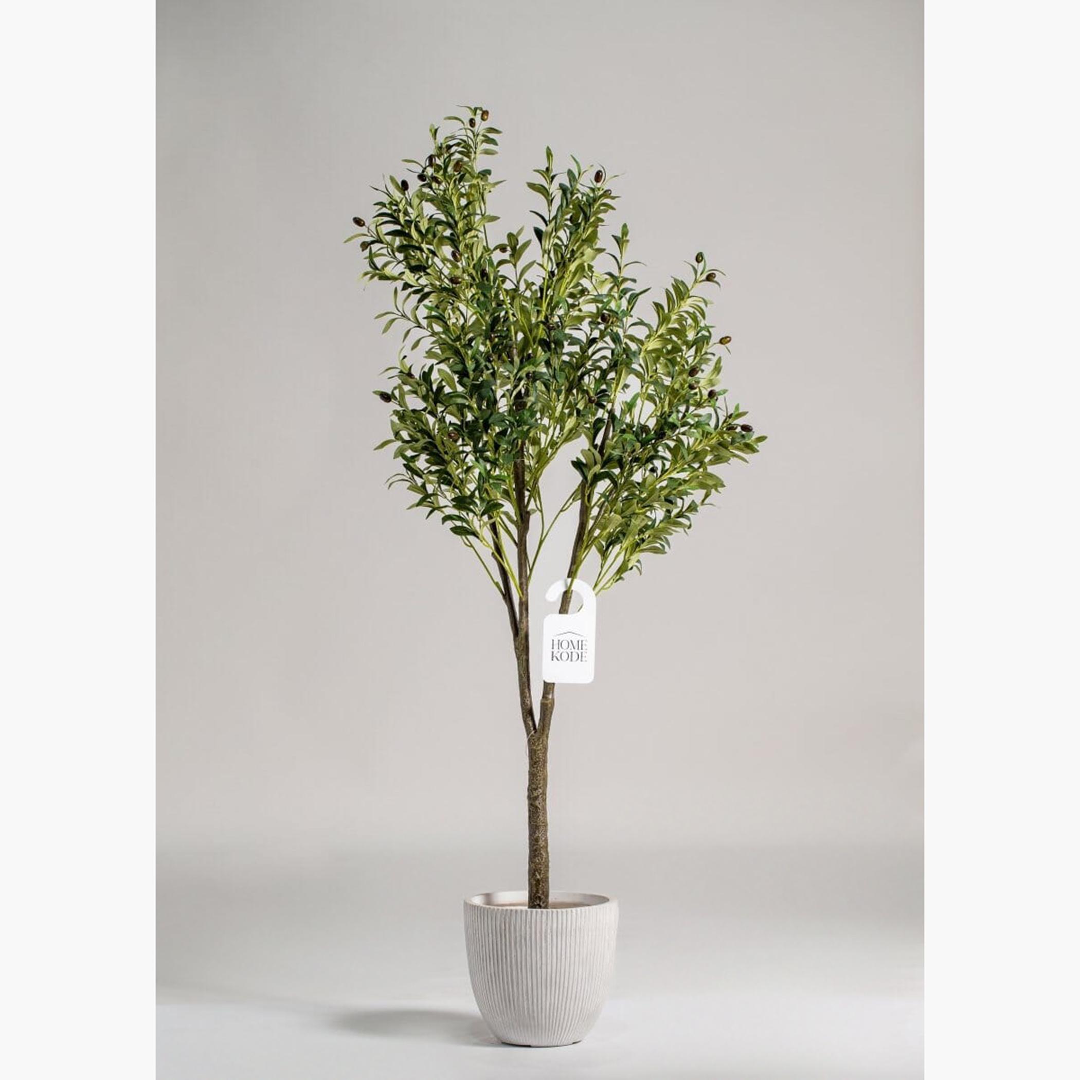 Olive Tree - 180 cm