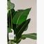 شجرة عصفور الجنة  - 150 سم-InfluencerCodes_Ramadan26_All_20012026-image-5