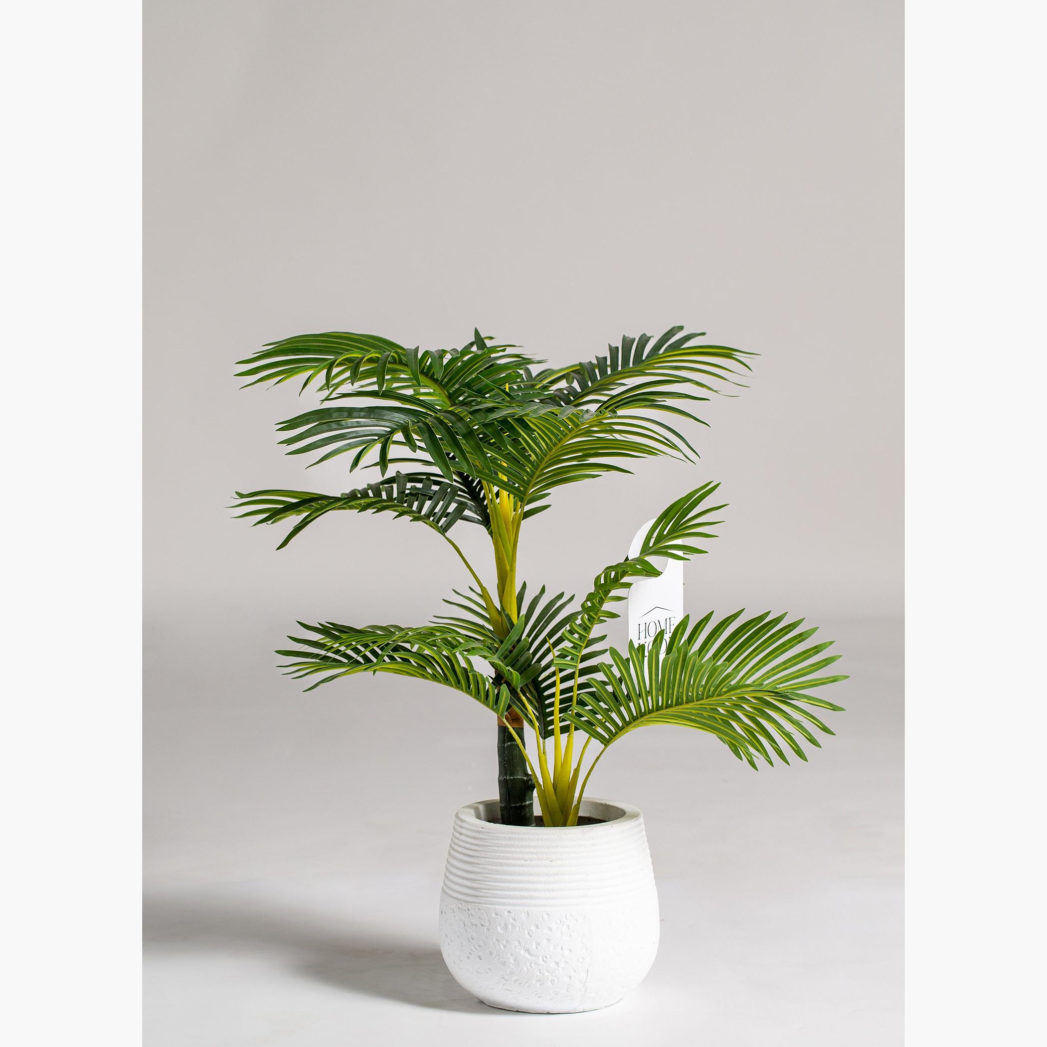 Areca Plant - 70 cm