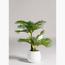 نبات أريكا - 70 سم-InfluencerCodes_Ramadan26_All_20012026-image-3