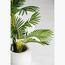 نبات أريكا - 70 سم-InfluencerCodes_Ramadan26_All_20012026-image-1