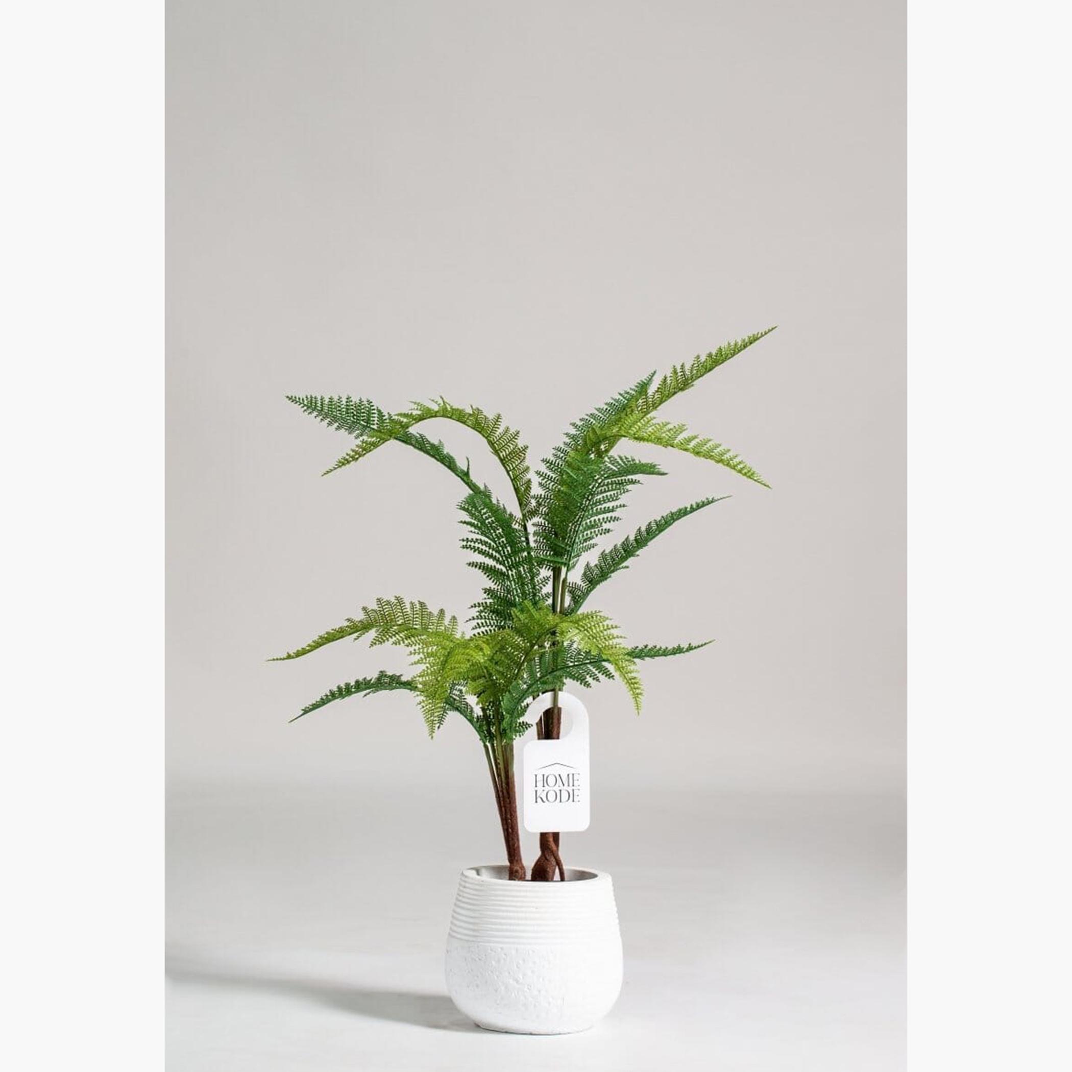 River Fern Plant - 80 cm