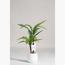 River Fern Plant - 80 cm-InfluencerCodes_Ramadan26_All_20012026-image-1