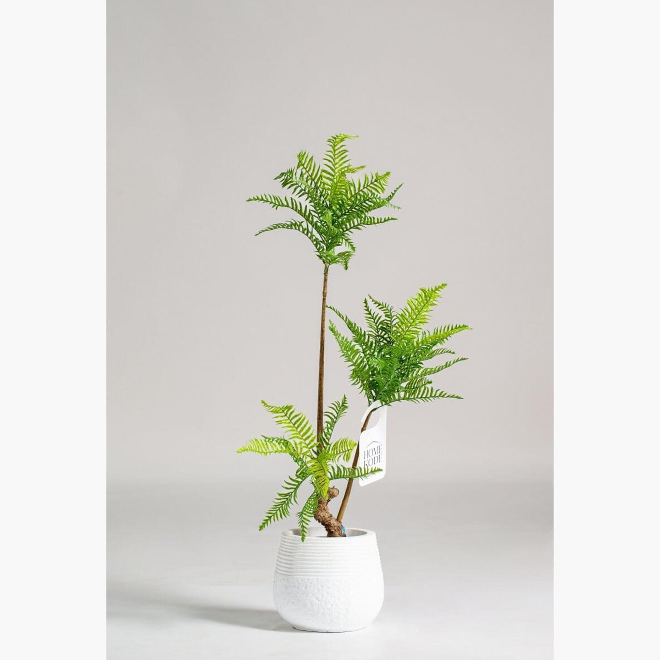 Fern Plant - 100 cm