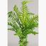 نبات السرخس - 100 سم-InfluencerCodes_Ramadan26_All_20012026-image-2
