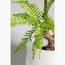 نبات السرخس - 100 سم-InfluencerCodes_Ramadan26_All_20012026-image-1