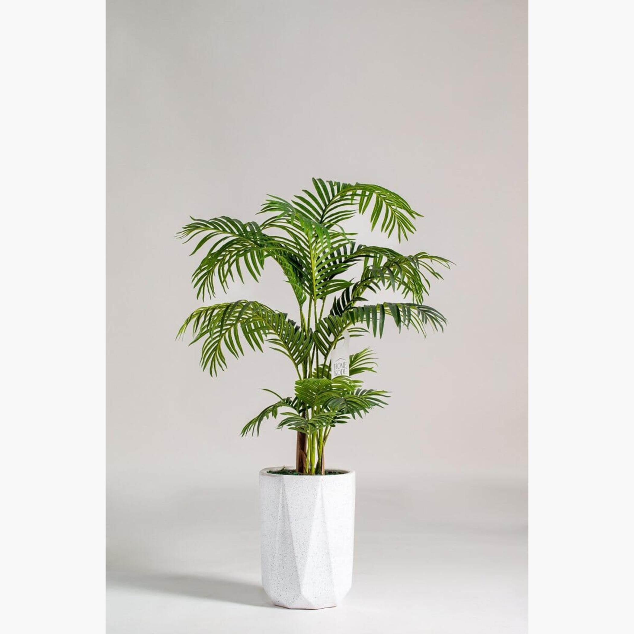 Areca Palm Plant - 120 cm