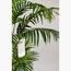 نخلة أريكا - 140 سم-InfluencerCodes_Ramadan26_All_20012026-image-2