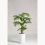 نبات نخيل أريكا - 70 سم-InfluencerCodes_Ramadan26_All_20012026-image-4