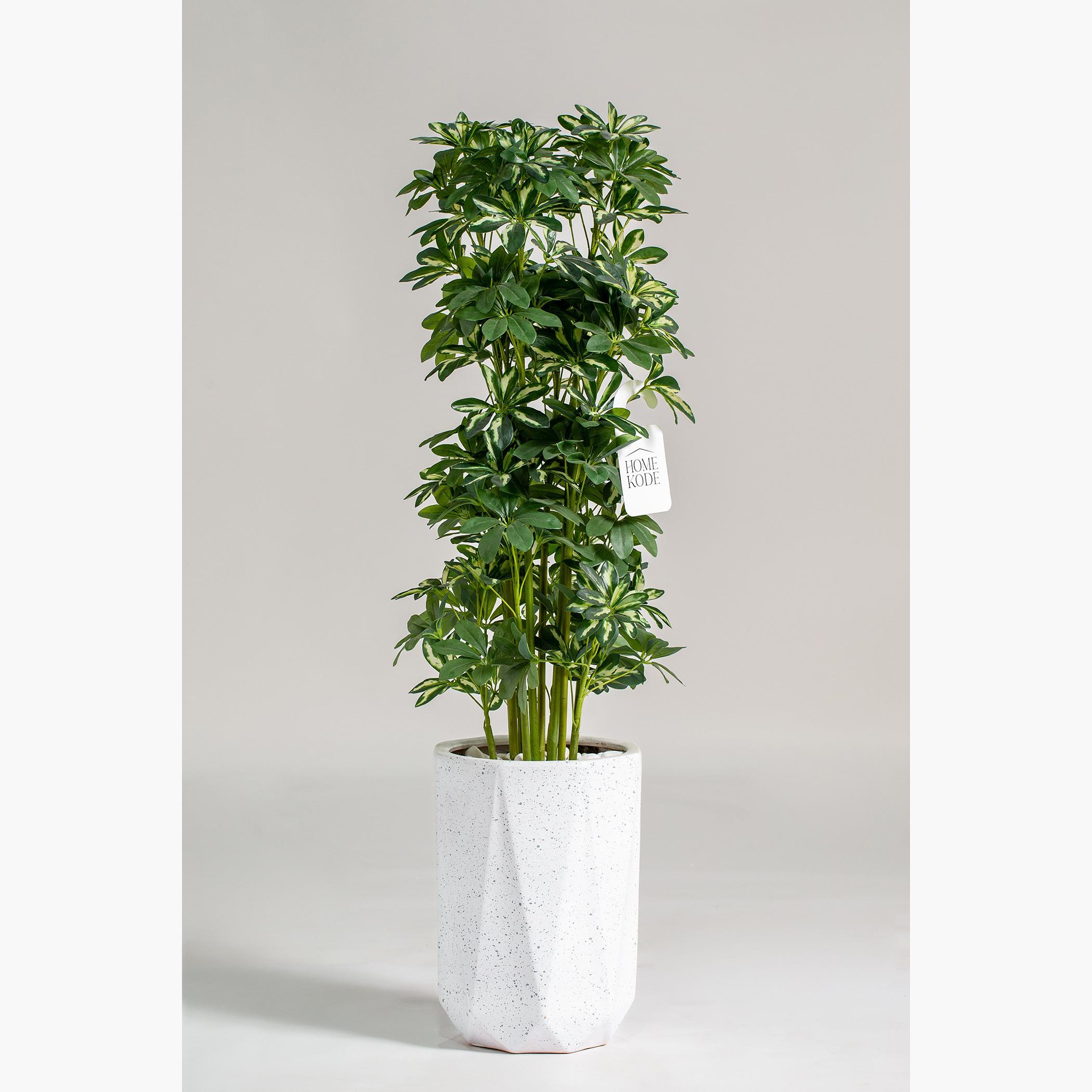 Schefflera Plant - 100 cm