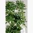 نبات شيفليرا - 120 سم-InfluencerCodes_Ramadan26_All_20012026-image-1