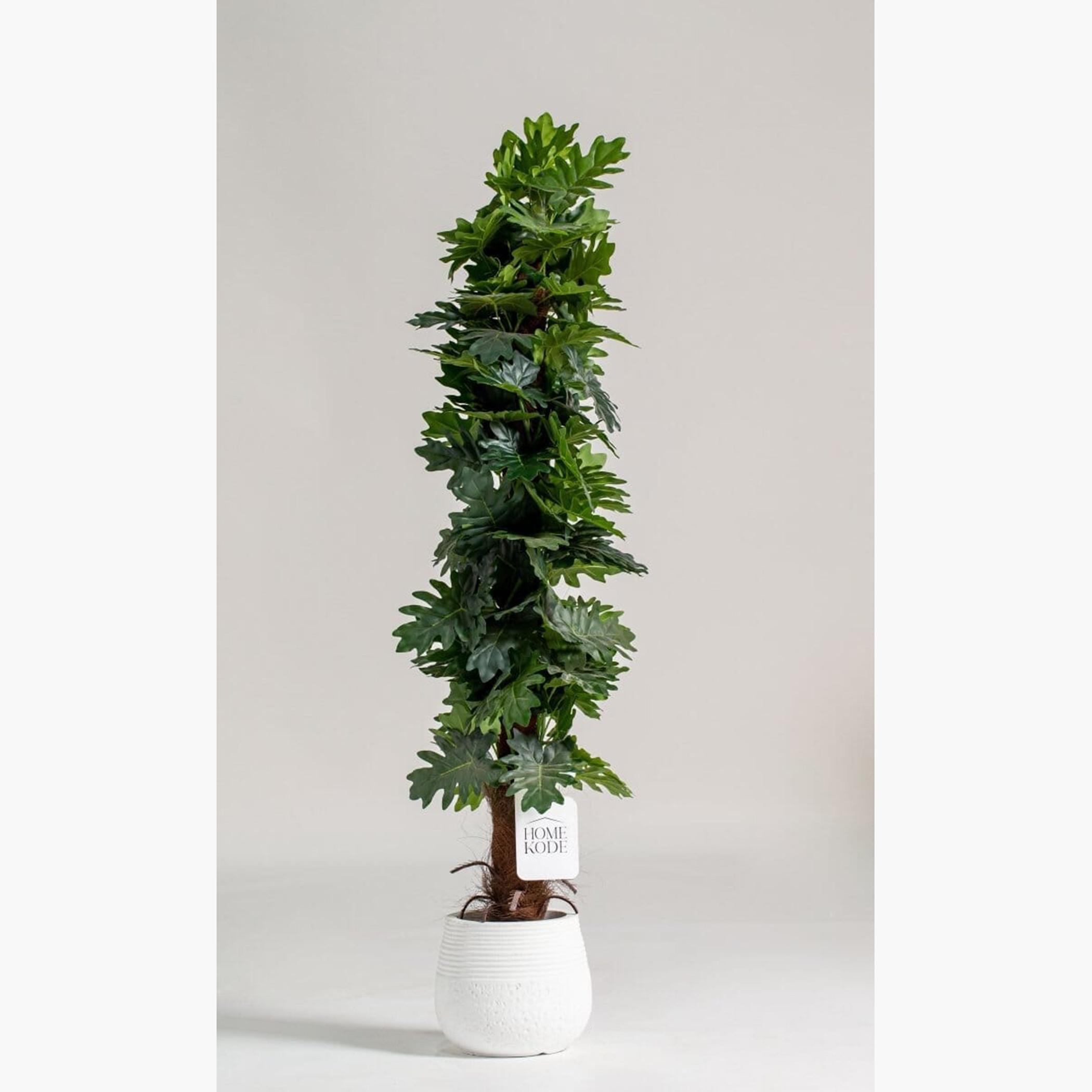 Ficus Lyrata Tree - 150 cm