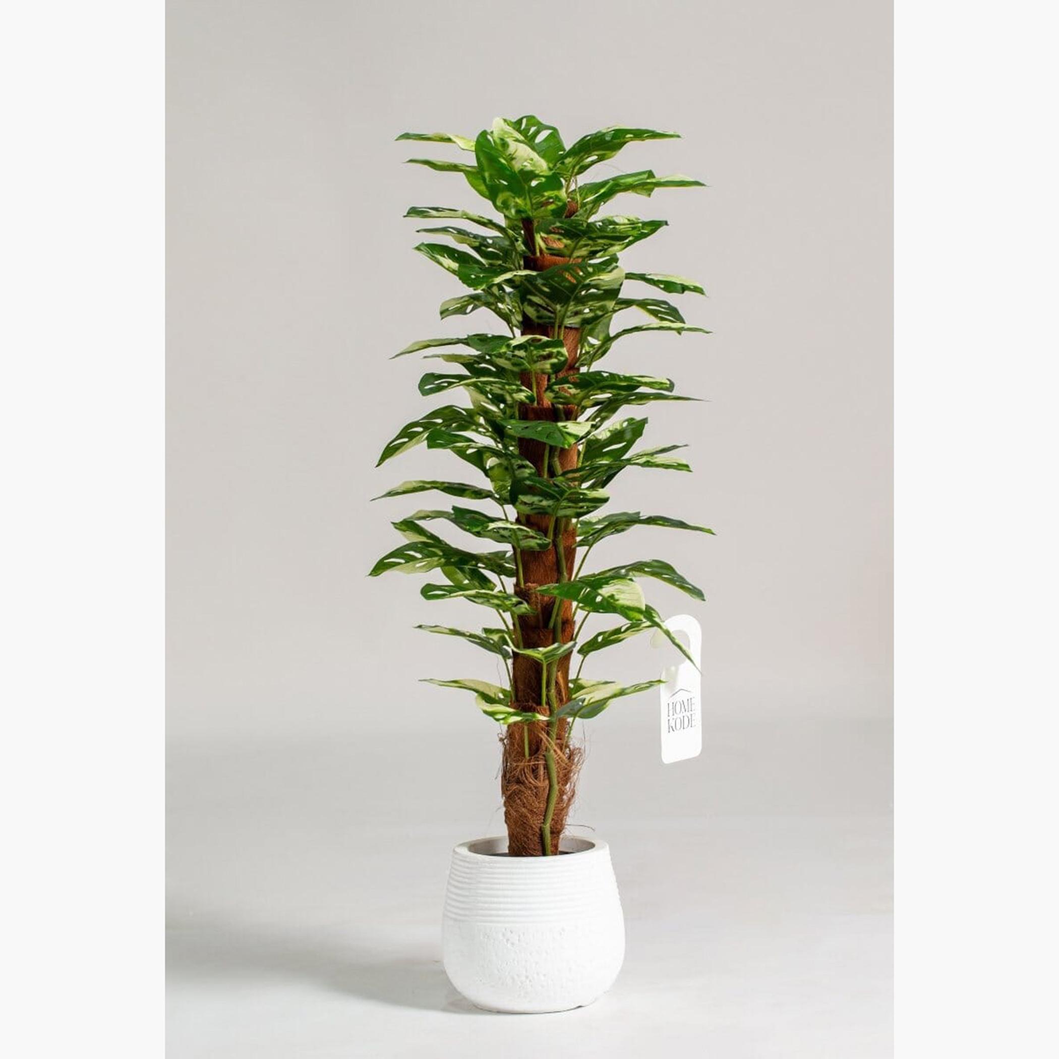 Monstera Long Plant - 120 cm