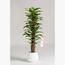 نبات مونستيرا طويل- 120 سم-InfluencerCodes_Ramadan26_All_20012026-image-3