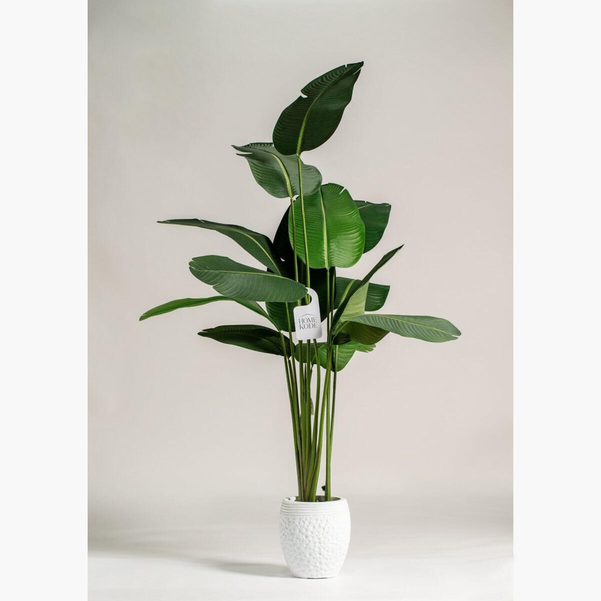 Strelitzia Tree - 180 cm