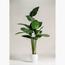 شجرة طائر الجنة - 180 سم-InfluencerCodes_Ramadan26_All_20012026-image-6