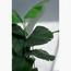 شجرة ستريليتزيا - 200 سم-InfluencerCodes_Ramadan26_All_20012026-image-1