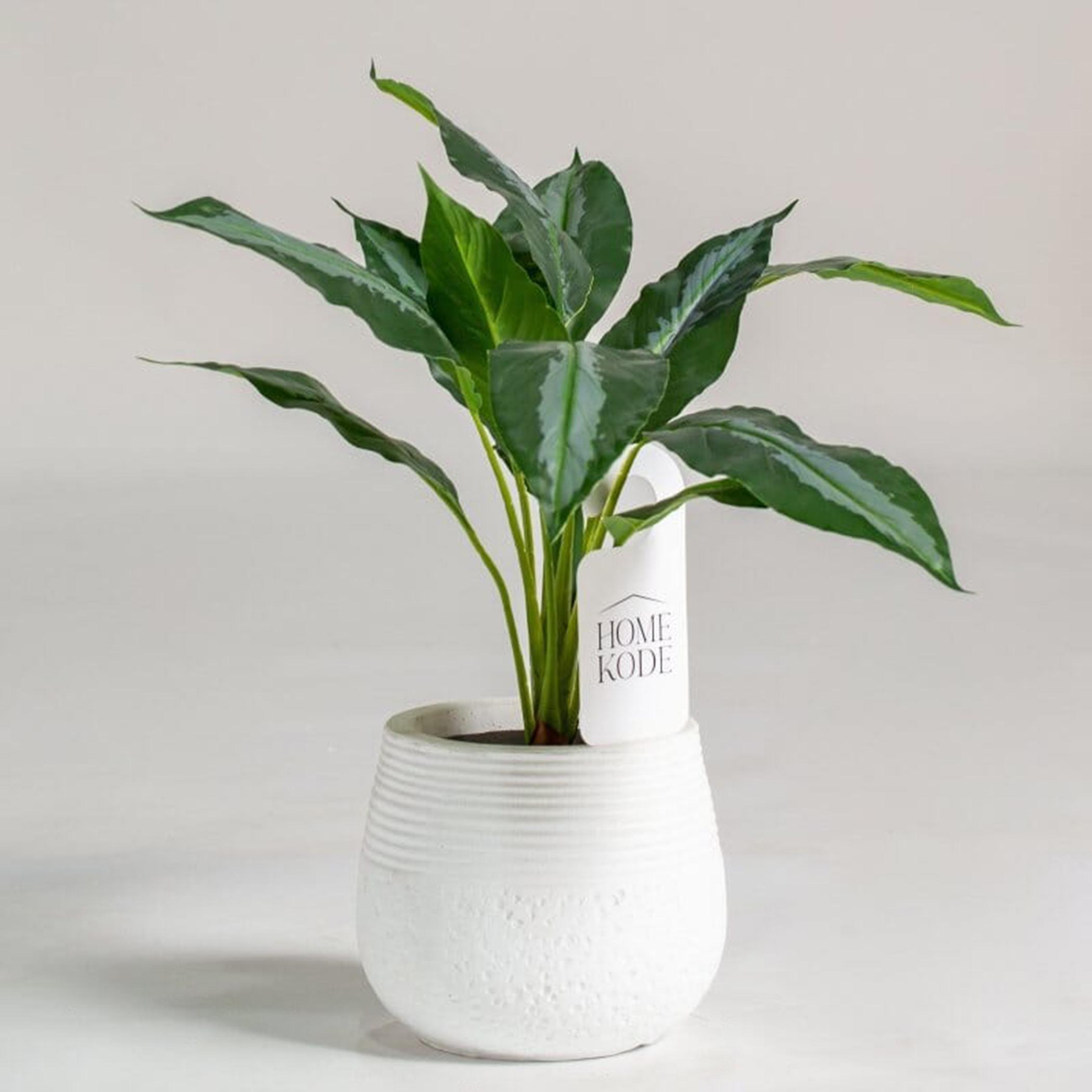 Dumb Canes Plant - 40 cm