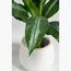 نبات دفنباخية - 40 سم-InfluencerCodes_Ramadan26_All_20012026-image-2