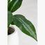 نبات دفنباخية - 40 سم-InfluencerCodes_Ramadan26_All_20012026-image-1