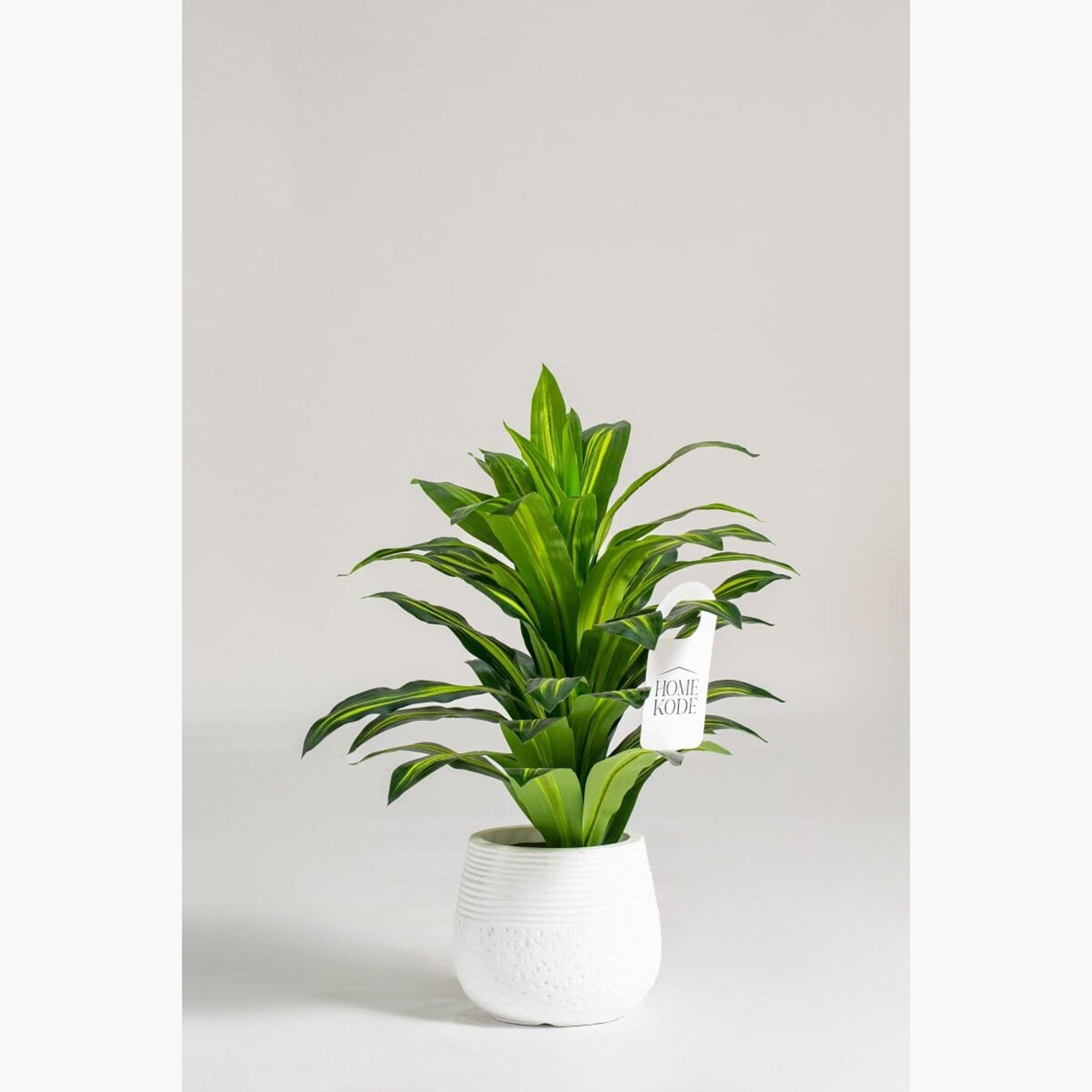 Dracaena Fragrans Plant - 60 cm