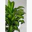 نبات دراكاينا فراجرانس- 60 سم-InfluencerCodes_Ramadan26_All_20012026-image-2