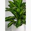 نبات دراكاينا فراجرانس- 60 سم-InfluencerCodes_Ramadan26_All_20012026-image-1