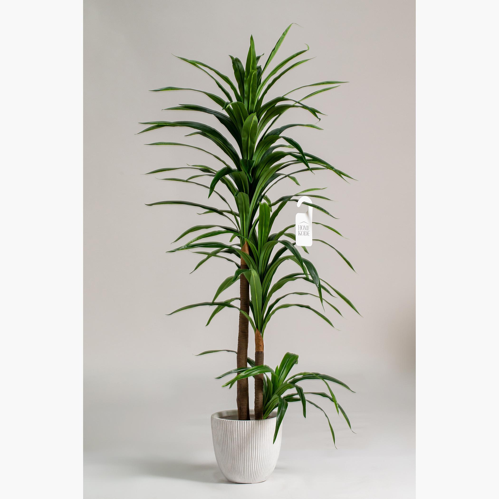 Dracaena Elegance Plant - 162 cm