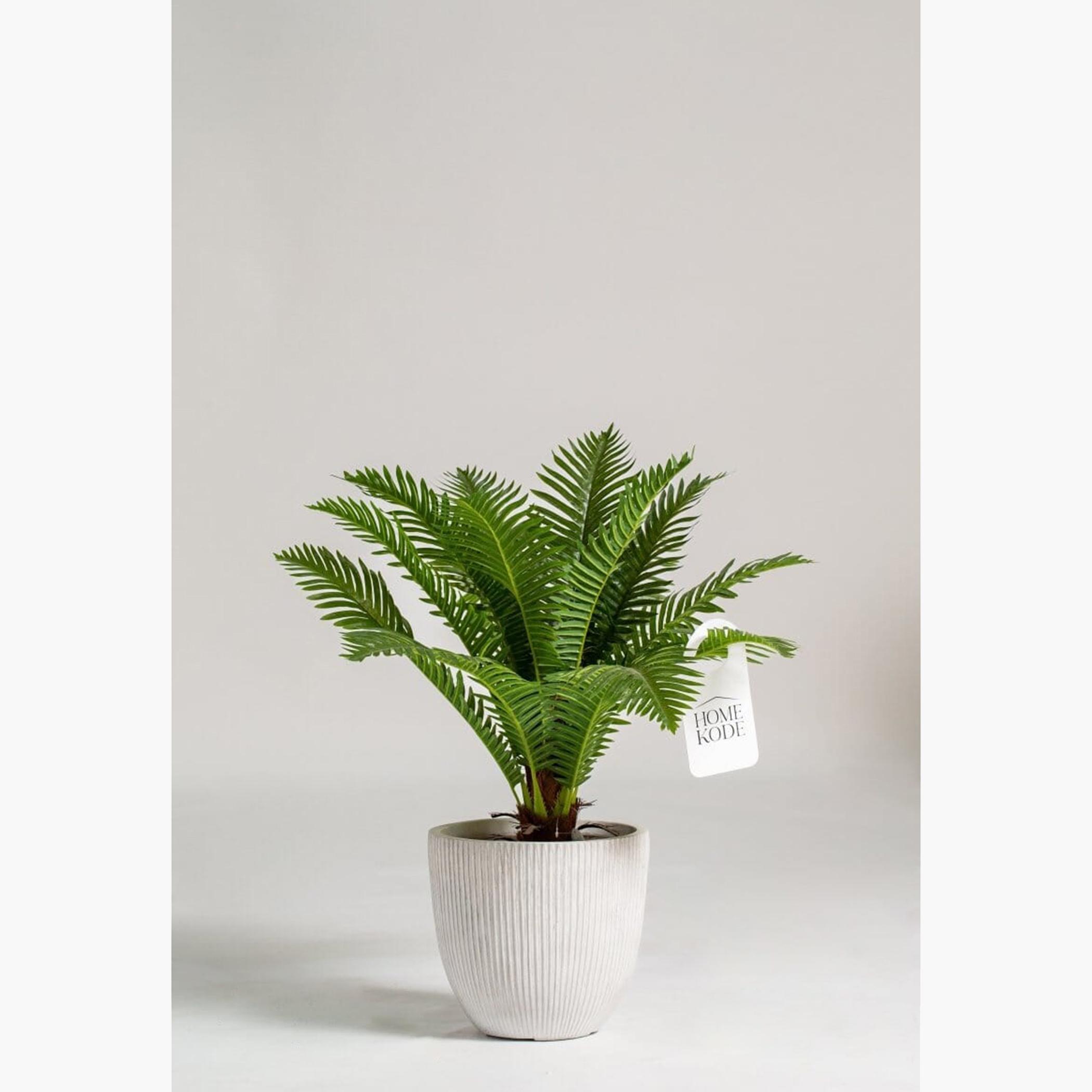 Cycas Palm Plant - 50 cm