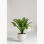 Cycas Palm Plant - 50 cm-InfluencerCodes_Ramadan26_All_20012026-image-1