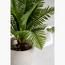 Cycas Palm Plant - 50 cm-InfluencerCodes_Ramadan26_All_20012026-image-2