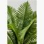 Cycas Palm Plant - 50 cm-InfluencerCodes_Ramadan26_All_20012026-image-4