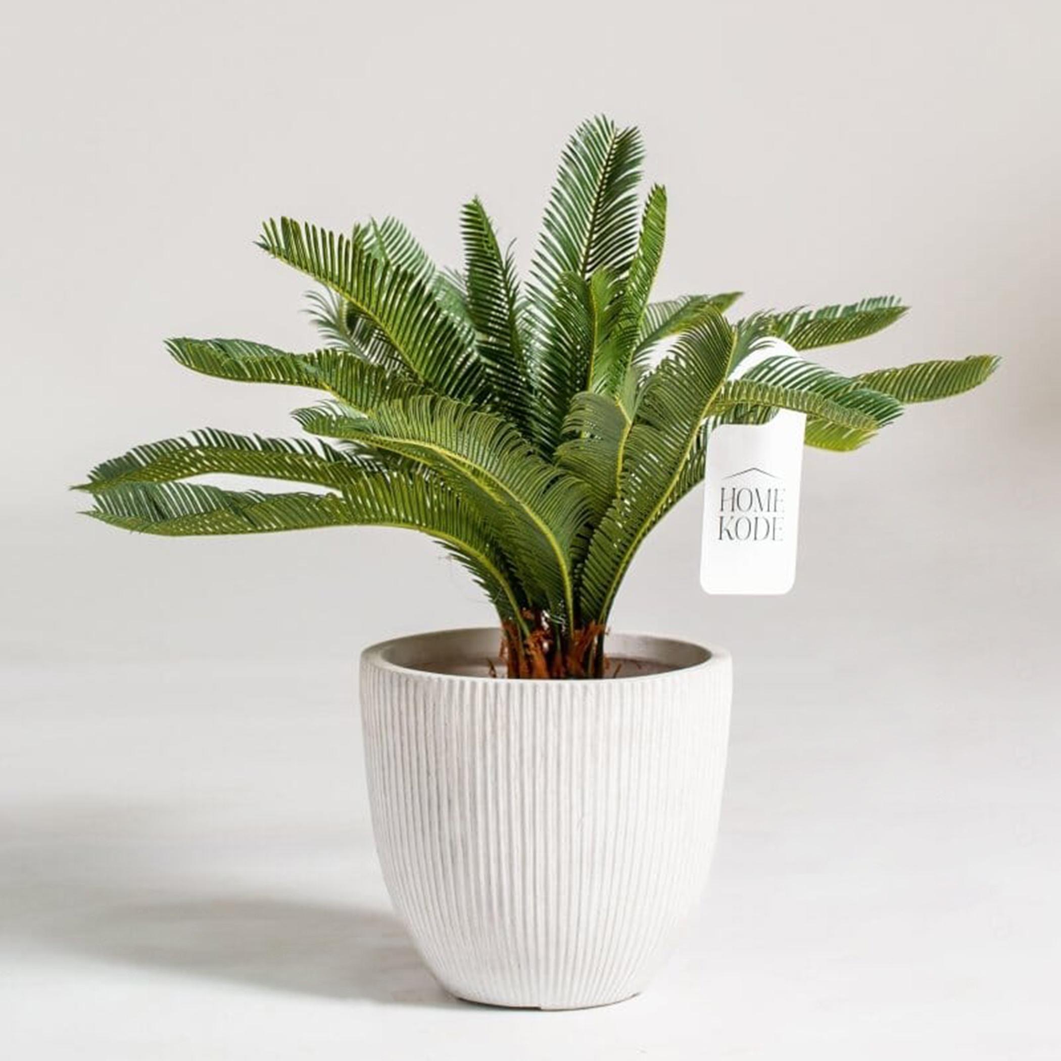 Cycas Plant - 50 cm